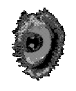 An animated gif of an eye 